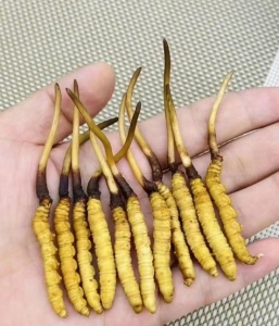 &#21916;&#21033;&#24471;&#40;&#20013;&#22269;&#41;